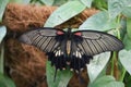 Scarlet Mormon Swallowtail Butterfly on leaves