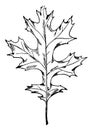 Scarlet Oak Leaf vintage illustration