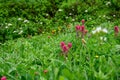 Scarlet Paintbrush blooming bright red in an alpine wildflower meadow, Paradise area at Mt. Rainier national park, as a nature bac