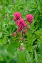 Scarlet Paintbrush blooming bright red in an alpine wildflower meadow, Paradise area at Mt. Rainier national park, as a nature bac