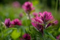 Scarlet Paintbrush Flowers in Alpine Field Royalty Free Stock Photo