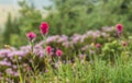 Scarlet Paintbrush Flowers in Alpine Field Royalty Free Stock Photo