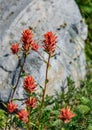 Scarlet Paintbrush, in front of a rock, blooming in a meadow on Mt Rainier, as a nature background