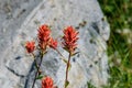 Scarlet Paintbrush, in front of a rock, blooming in a meadow on Mt Rainier, as a nature background