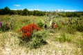 Scarlet Paintbrush Wildflower