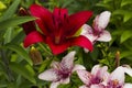 Scarlet, pale pink flowers lilies. Royalty Free Stock Photo