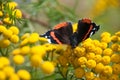 Scarlet Pauw or Anartia Amathea