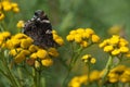 Scarlet Pauw or Anartia Amathea