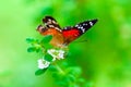 Scarlet Peacock anartia amathea buterfly green background