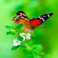 Scarlet Peacock anartia amathea buterfly green background square composition