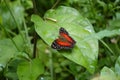 Red peacock butterfly near Castara on the Caribean Island Tobago