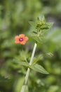 Scarlet Pimpernel (Anagallis arvensis)