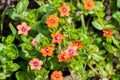 Scarlet pimpernel (Anagallis arvensis), native to Europe and Western and North Africa, Santa Clara county, south San Francisco bay