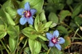 Scarlet pimpernel (Anagallis arvensis; also known as red pimpernel Royalty Free Stock Photo