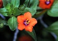 Scarlet pimpernel (Anagallis arvensis; also known as red pimpernel Royalty Free Stock Photo