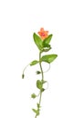 Scarlet pimpernel (Anagallis arvensis)