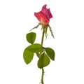 Scarlet pink rose with a big bud on a white background