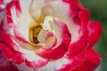 Scarlet pink white Rose `Double Delight` Marketing name - Rosa `ANDeli`, hybrid tea rose cultivar Macro Royalty Free Stock Photo