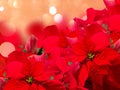 Scarlet poinsettia flower or christmas star Royalty Free Stock Photo