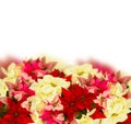 Scarlet poinsettia flower or christmas star Royalty Free Stock Photo
