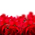 Scarlet poinsettia flower or christmas star Royalty Free Stock Photo