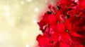 Scarlet poinsettia flower or christmas star Royalty Free Stock Photo