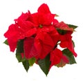 Scarlet poinsettia flower or christmas star Royalty Free Stock Photo