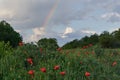 Scarlet poppies on a green background, rainbow