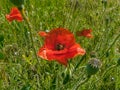 Scarlet poppies. Wildflowers. Royalty Free Stock Photo