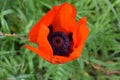 The scarlet poppy contrasts with the green grass Royalty Free Stock Photo