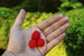 Scarlet Raspberries on palm of hand