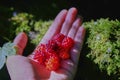 Scarlet Raspberries on palm of hand