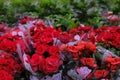 Scarlet red begonia blossom in a flower pot close-up. Sale in the store. Selective focus Royalty Free Stock Photo