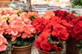 Scarlet red begonia blossom in a flower pot. Several flowering begonia bushes in pots on the windowsill, potted indoor plants Royalty Free Stock Photo