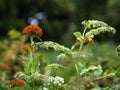 Scarlet red burning love blooming wth other garden flowers