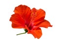 Scarlet red color hibiscus flower isolated on white background, clipping path Royalty Free Stock Photo