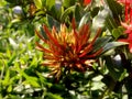 Scarlet or red flower bud of west indian jasmine plant, the tubular flowers grow in dense rounded clusters.