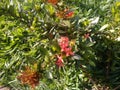 Scarlet or red flower of west indian jasmine plant, the tubular flowers grow in dense rounded clusters.