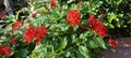 Scarlet Red Flowering Blossoms Leafy Geen Lucious Garden Plant Bushes Foliage Nature Photography