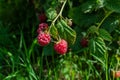 Scarlet red pink raspberries on branches with green carved leaves on bushes in the summer garden with grass. Harvest in sunlight. Royalty Free Stock Photo