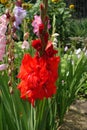 Scarlet red, pink and violet flowers of Gladiolus hortulanus