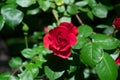 Scarlet red rose on a sunny day inf front of green leaves Royalty Free Stock Photo