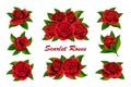 Scarlet red roses flowers with green leaves isolated on white Royalty Free Stock Photo