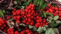 Scarlet red rowan berries closeup. Rowan fruits on branches with leaves in a wicker basket, harvesting
