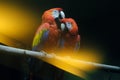 Scarlet red-and-yellow macaw. Red macaw Ara macao is a bird of the parrot family Royalty Free Stock Photo