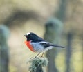 Scarlet Robin Petroica boodang male