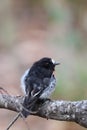 Scarlet Robin (Petroica boodang)