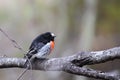 Scarlet Robin (Petroica boodang) Royalty Free Stock Photo