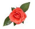 Scarlet rose Royalty Free Stock Photo