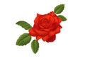 Scarlet rose